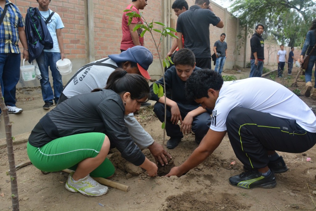 UCV arborizacion