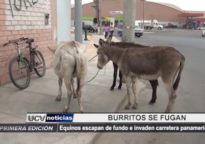 burros