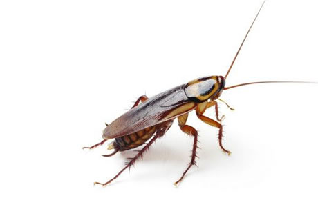 CUCARACHA