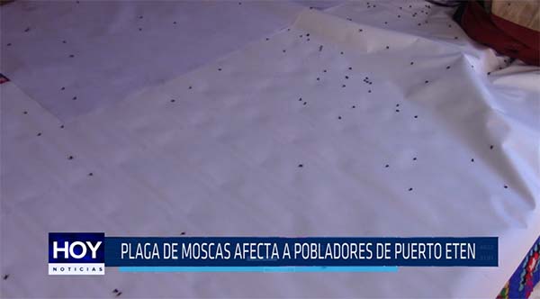 Chiclayo: Plaga de moscas afecta a pobladores de Puerto Eten