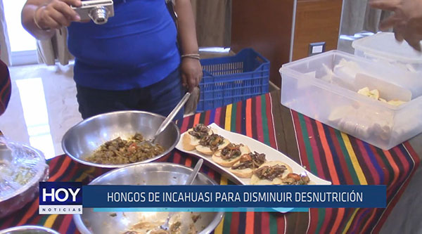 Chiclayo: Hongos de Incahuasi para disminuir desnutrición