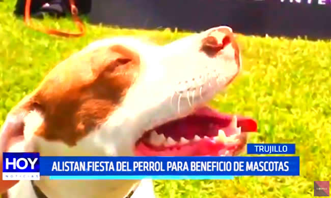 Trujillo: Alistan «fiesta del perrol» para beneficio de mascotas