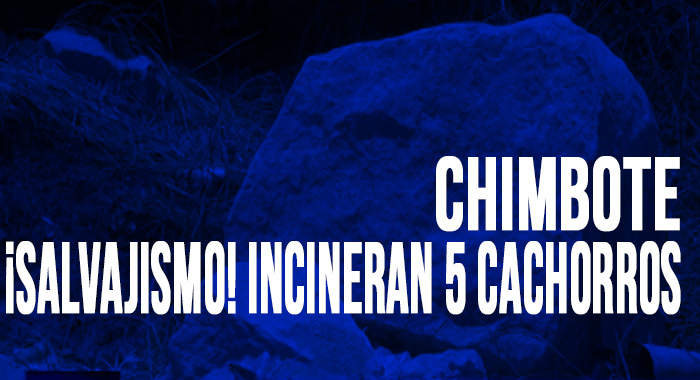 Chimbote: ¡Salvajismo! incineran 5 cachorros