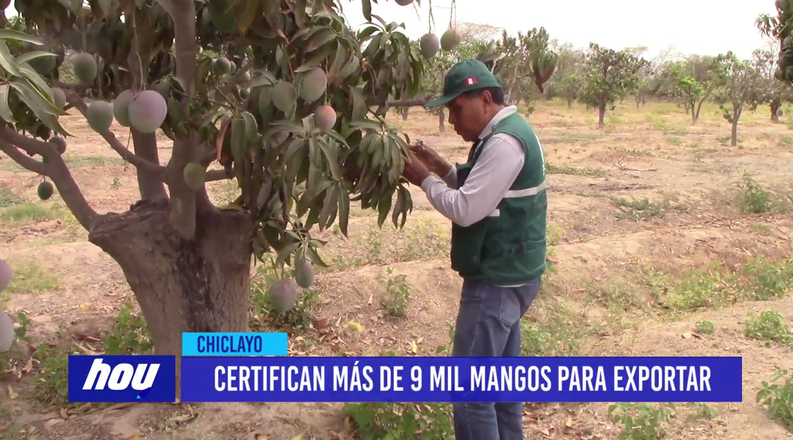 Chiclayo: Certifican más de 9 mil mangos para exportar