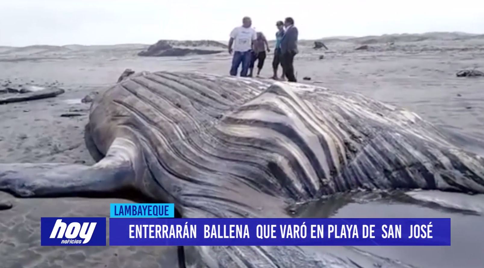 Chiclayo: Enterrarán a ballena varada en playa de San José