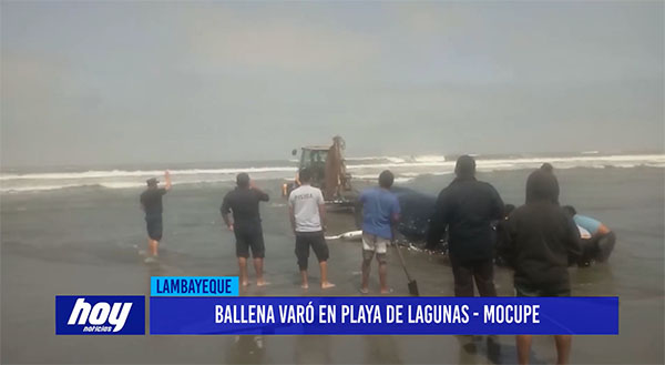 Chiclayo: Ballena varo en playa Lagunas – Mocupe