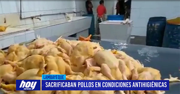 Chiclayo: Sacrifican pollos en condiciones antihigiénicas