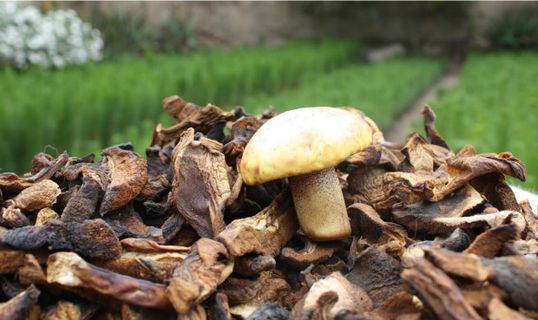 MINAGRI: Logra liberación de vías para traslado de hongos secos