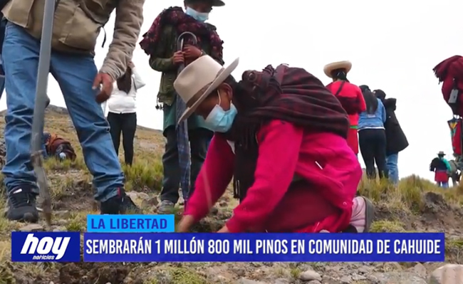 campana-forestal Sembrarán 1 millón 800 mil pinos en comunidad de Cahuide