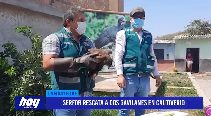SERFOR rescata a dos gavilanes en cautiverio SERFOR rescata a dos gavilanes en cautiverio