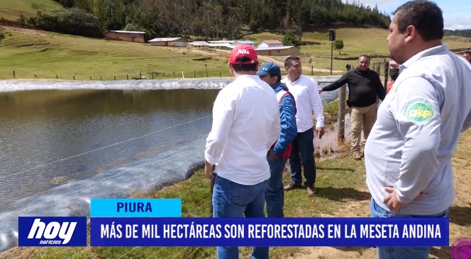 Piura: Más de mil hectáreas son reforestadas en la Meseta Andina Piura: Más de mil hectáreas son reforestadas en la Meseta Andina