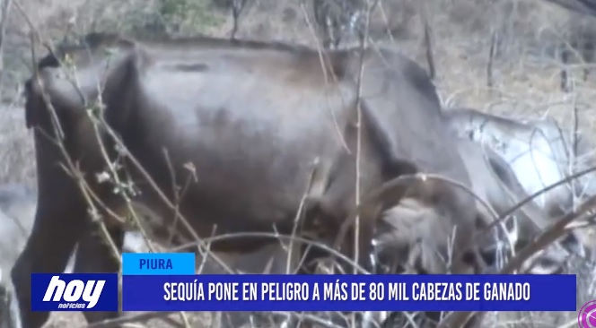Piura: Sequía pone en peligro a más de 80 mil cabezas de ganado Piura: Sequía pone en peligro a más de 80 mil cabezas de ganado
