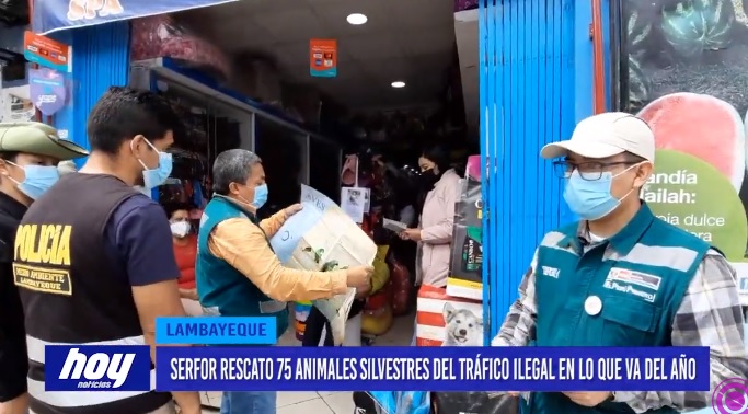 Lambayeque: SERFOR rescató 75 animales silvestres del tráfico ilegal en lo que va del año Lambayeque: SERFOR rescató 75 animales silvestres del tráfico ilegal en lo que va del año