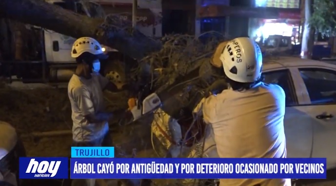 ARBOL Árbol cayó por antigüedad y por deterioro ocasionado por vecinos