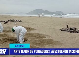 Áncash: Ante temor de pobladores, aves fueron sacrificadas Áncash: Ante temor de pobladores, aves fueron sacrificadas Áncash: Ante temor de pobladores, aves fueron sacrificadas