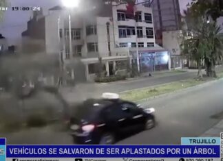 Trujillo: vehículos se salvaron de ser aplastados por un árbol
