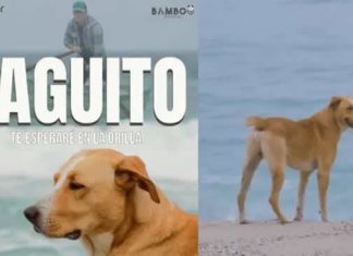 Polémica por crítica a la película peruana #Vaguito: ¿Un perro puede actuar?