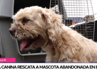 Brigada canina rescata a mascota abandonada en Bs. Aires