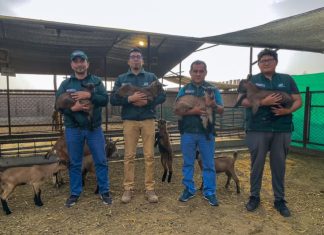 El Perú no se detiene: MIDAGRI logra nacimiento de primeras cabras puras de raza alpino francés con alta calidad genética en Huaral