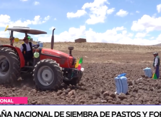 Campaña nacional de siembra de pastos y forrajes