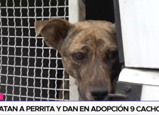 Rescatan a perrita y dan en adopción 9 cachorros