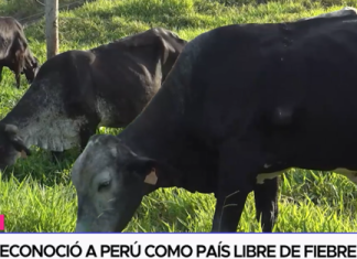 China reconoció a Perú como país libre de Fiebre Aftosa
