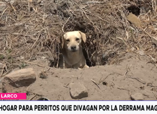 Perrita herida tras ataque de canes en la derrama magisterial