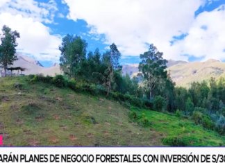 Cofinanciarán planes de negocio forestales con inversión de s/30 millones
