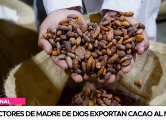 Productores de madre de dios exportan cacao