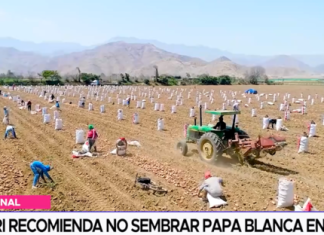 MIDAGRI recomienda no sembrar papa blanca en enero